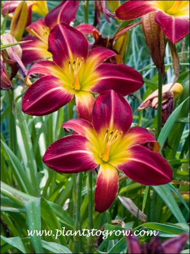 Ruby Spider Daylily
Introduced by Stamile, 1991, 34 inch tall, 9 inch ruby red spider bloom, dormant, tetraploid